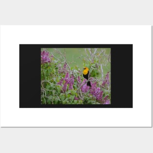 Yellow Head Blackbird and Lilacs Posters and Art